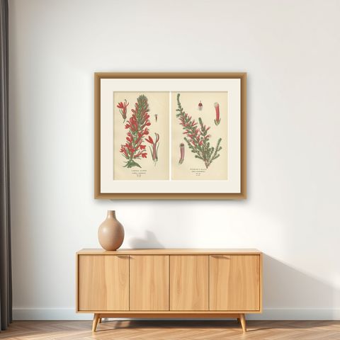 1897 Antique Botanical Prints, A Red Cardinal Flower and Wilmore's Heath, shown framed on a wall