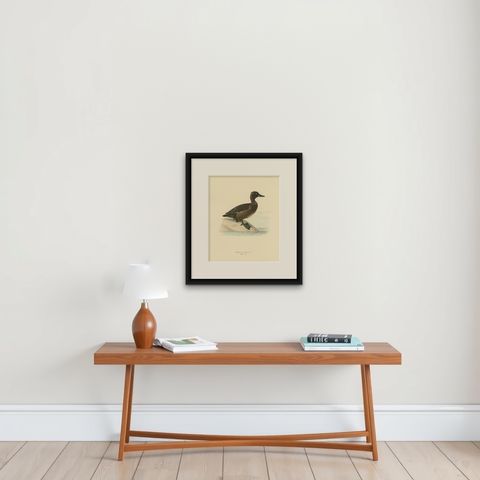 Quietude by the Shore: Female Tufted Duck by Magnus von Wright, 1929, shown framed on a wall