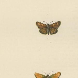 Brushstrokes and Butterflies: The Artistic Legacy of Morris's Skippers, 1890, close-up 1