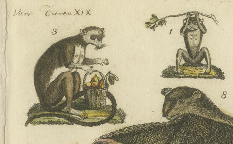 Hand Colored Antique Print of Lemurs and the extinct Mauritian Flying Fox, 1820, close-up 4