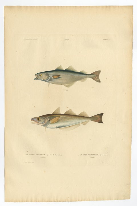 Original Antique Hand-colored Fish Print of the Whiting, Merling & Saithe, 1842, view 2