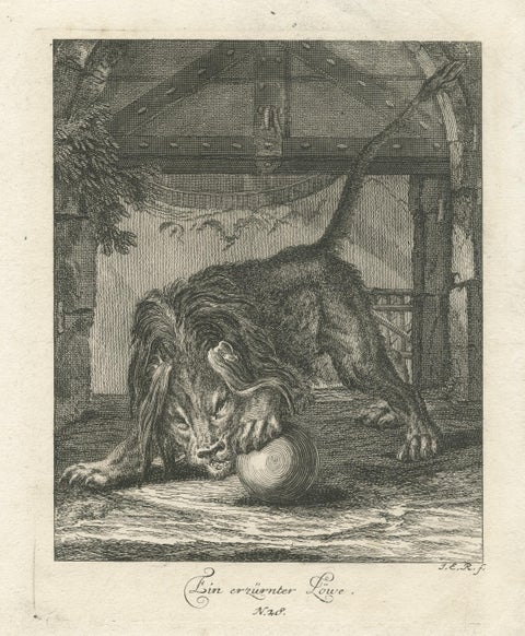 Original Antique Print of an angry Lion, view 3