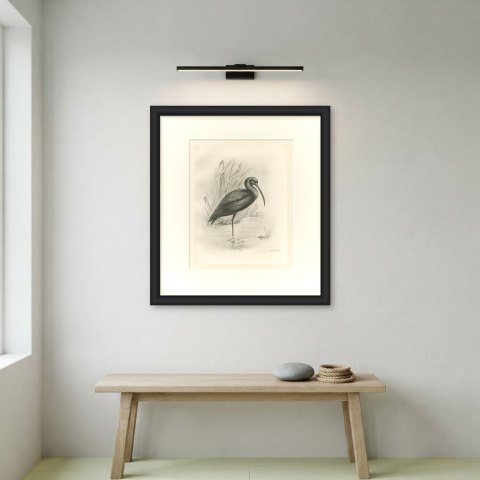 Glossy Ibis Standing in Shallow Water, Plate CLVII after Lilian Medland, c. 1909, shown framed on a wall