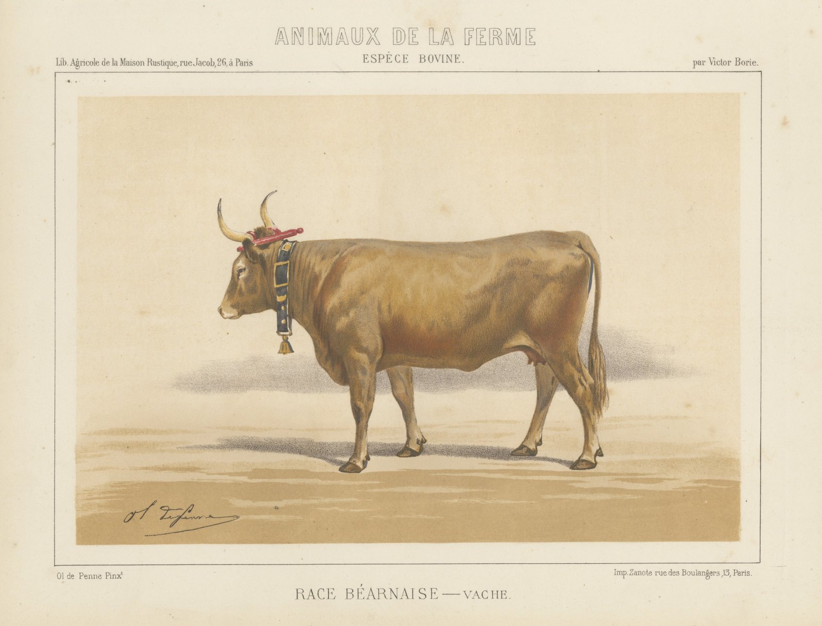 Béarnaise Cow with Bell Collar, French Cattle Chromolithograph, 1863