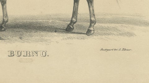 Antique Arabian Horse Lithograph “Burnu” by August Jäger, 1846, close-up 2