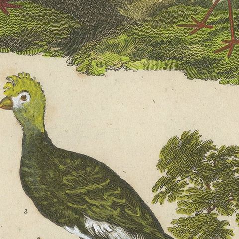 1811 Ornithology Gallinae Plate IV - Antique Poultry Print, close-up 6