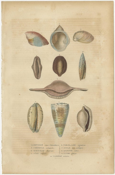 Marine Elegance: A 19th Century Mosaic of Mollusk Diversity, 1845, view 4