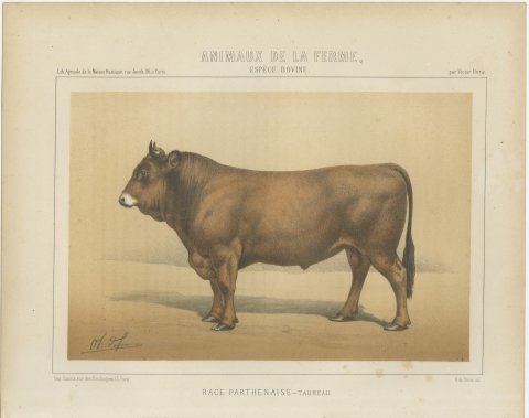 Parthenais Bull, French Cattle Breed, Antique Chromolithograph by Borie, 1863, view 2