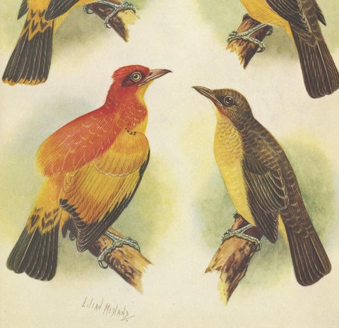 Antique Print of the Golden Bird and the Yellow-Throated Golden Bird, 1950, view 3