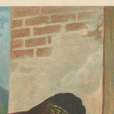The Magnificent Partridge Cochinchina - A Rare 19th Century Poultry Lithograph, close-up 5