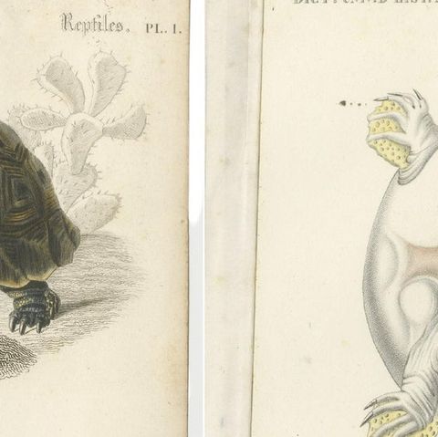 Set of 2 Original Antique Prints of Turtles, close-up 1