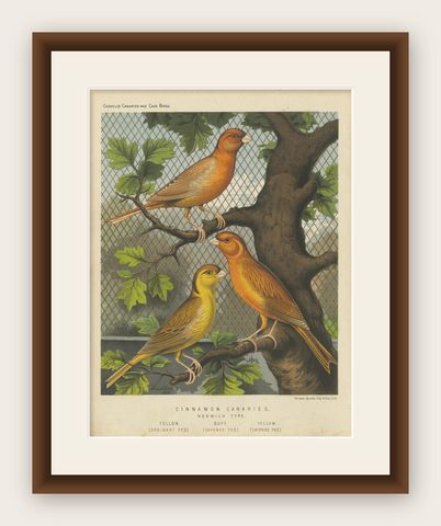 Antique Bird Print of the Cinnamon Canaries Norwic, Yellow Ordinary and Others, shown framed