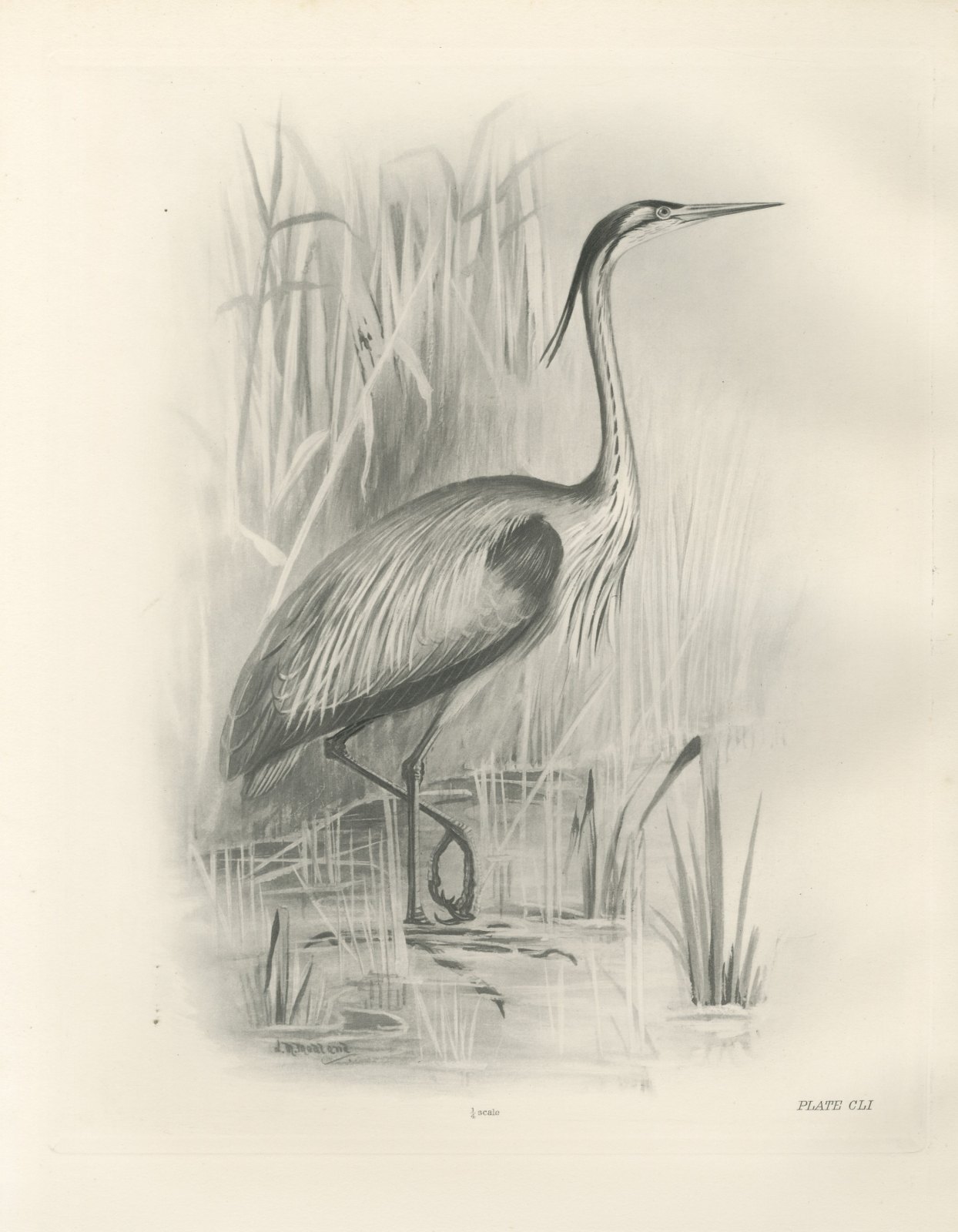 Purple Heron Wading Among Reeds, Plate CLI after Lilian Medland, c. 1909