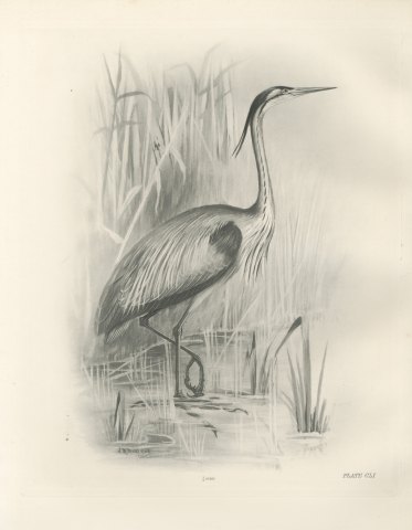 Purple Heron Wading Among Reeds, Plate CLI after Lilian Medland, c. 1909