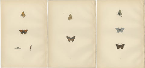 Chromatic Splendor: The Copper, Argus, and Blue of Morris's 1890 Lepidoptera, view 5