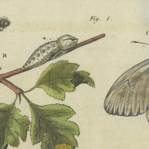 Beautiful 1805 Hand-Colored Engraving of Butterfly Life Cycle from Bertuch, close-up 4