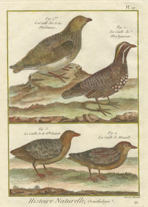 Hand-Colored Engraving of Global Quail Species from Histoire Naturelle, 1790, close-up 3