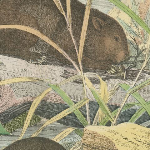 Antique Beaver and Red Squirrel Print with Hamster and Guinea Pig, circa 1890, close-up 5