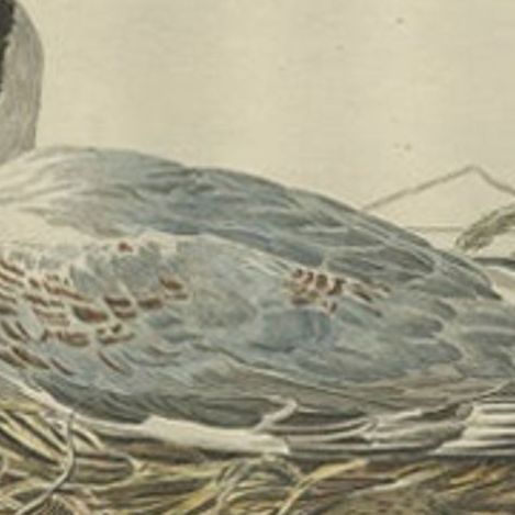 Antique Bird Print of the Female Black-Headed Gull by Sepp & Nozeman, 1789, close-up 2