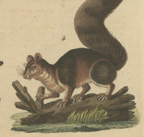 Antique Hand-Colored Engraving of Squirrels and Rodents, Quadrupeds - circa 1800, close-up 6