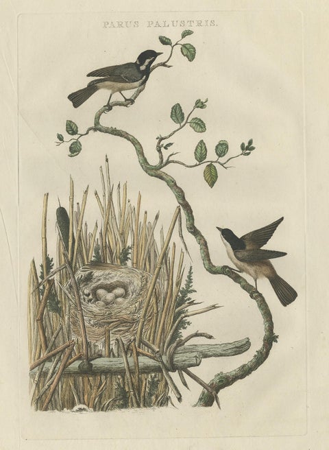 Rare 18th Century Bird Print, Marsh Tit and Nest Scene by Sepp & Nozeman, view 2