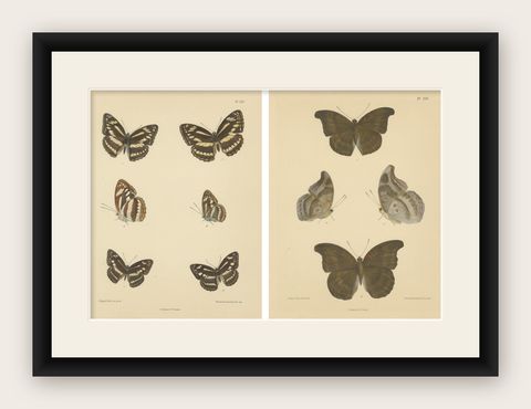 Victorian Butterfly Wonders: Stunning Hand-Colored Lithographs, 1878, shown framed