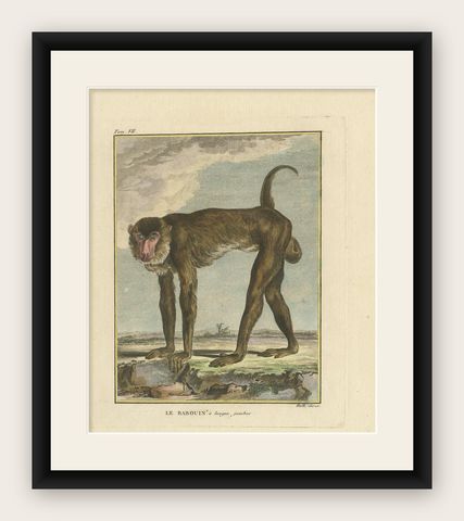 Antique Animal Print of a Baboon, ca.1800, shown framed