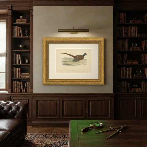 Pheasant in an Open Field with Trees, Hand Colored Game Bird Print, 1896, shown framed on a wall