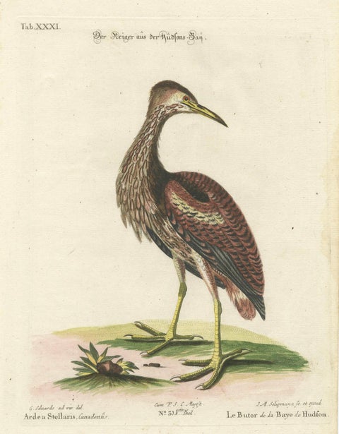 Hand-Colored Engraving of the Hudson Bay Heron by Johann Michael Seligmann, 1770, close-up 1