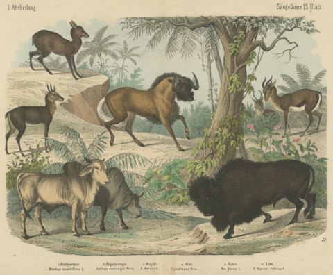 Antique Bison and Wildebeest Print with Zebu and Gazelle, Kolb, circa 1890