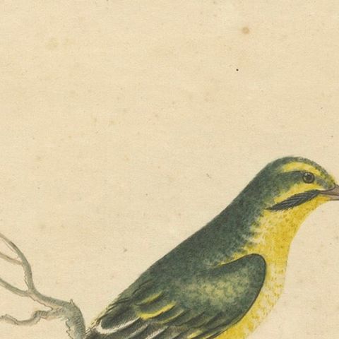 Late 18th-century Hand-Colored Copperplate Engraving of the Yellow Finch, 1794, close-up 5