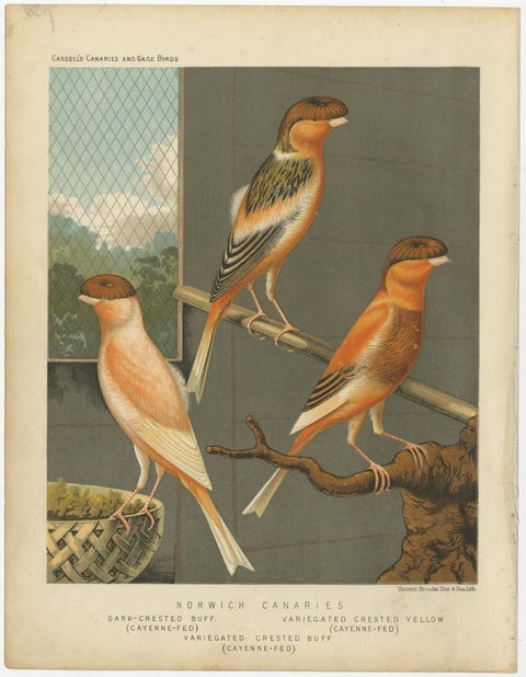 Antique Bird Print of the Norwich Canaries Dark-Crested Buff and Others, view 3