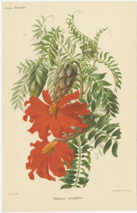 Original Vintage Botanical Illustrations from Revue Horticole, circa 1855, view 4