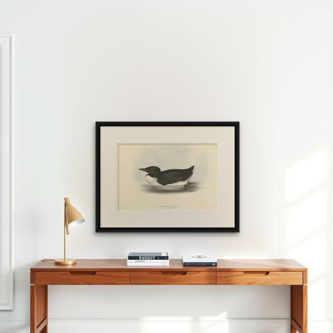 Brunnich’s Guillemot, Antique Bird Lithograph by John Gould, c.1832, shown framed on a wall