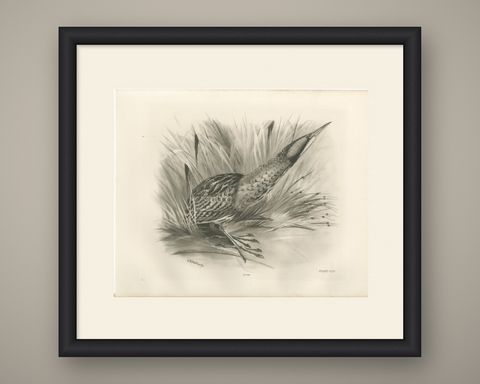 Bittern, Antique Bird Print after Lilian Medland, circa 1909, shown framed