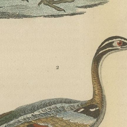 Original Hand-Colored Bird Print of a Painted Snipe and Sunbittern Bird, close-up 5