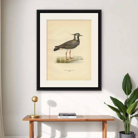 Antique Bird Print of the Northern Lapwing 'Male' by Von Wright, 1929, shown framed on a wall