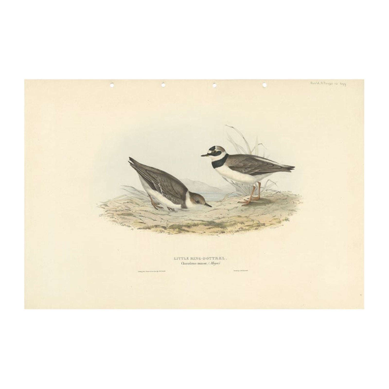 Antique Bird Print of the Little Ring Dotterel by Gould, 1832