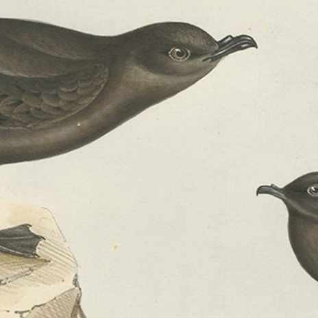 Old Bird Print of the Fork-Tailed Storm-Petrel and Common Storm-Petrel, 1832, close-up 2