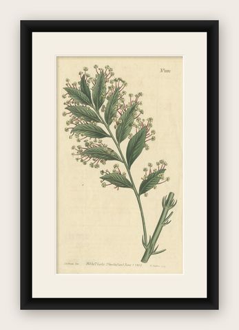 Antique Botany Print of Xylophylla Latifolia by Curtis, 1807, shown framed