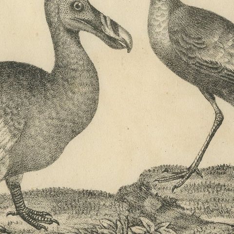 Antique Print of The Extinct Dodo and the Trumpeter Bird, 18th Century, close-up 6