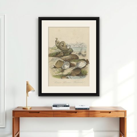 Antique Print of Bivalve Molluscs and Other Molluscs, Sealife, 1854, shown framed on a wall