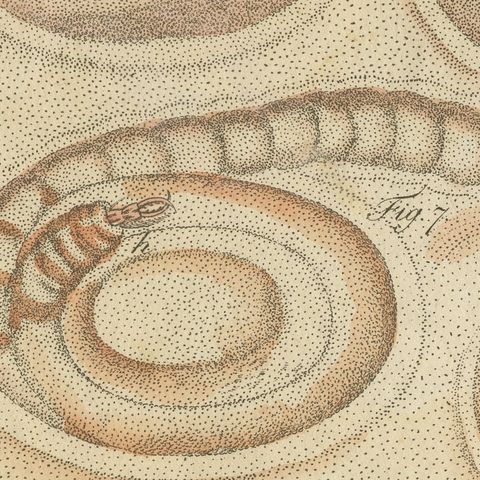 Insect Pit Traps in Sand, Antique Bertuch Print, circa 1805, close-up 1