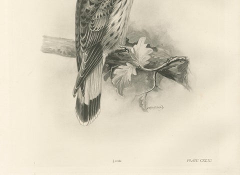 Antique Common Kestrel Bird Print by Lilian M. Medland, 1908, close-up 4
