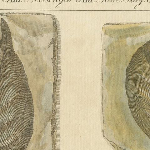 Antique Print of Fossil Leaves from the Prehistoric Period, close-up 1