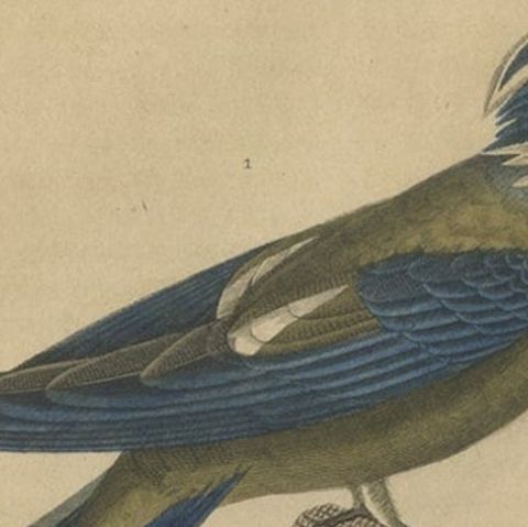 Original Hand-Colored Bird Print of an Oilbird and a Crested Swift, 1845, close-up 2