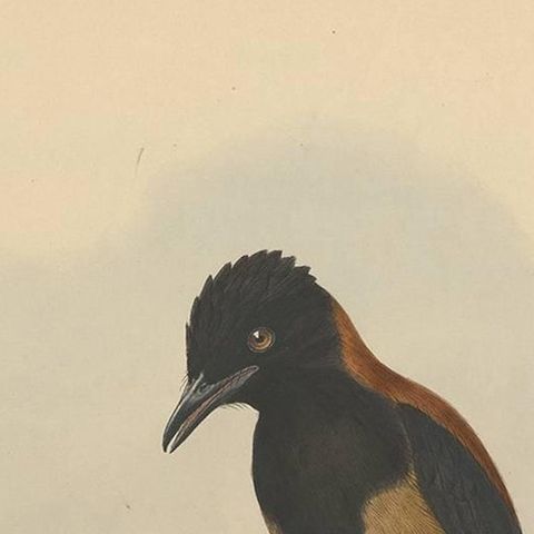 Antique Bird Print of the Aru-Island Wood-Shrike by J. Gould, circa 1875, close-up 1