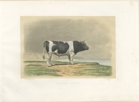 Breton Bull, Antique Cattle Print after Constant Troyon, 1873, view 2