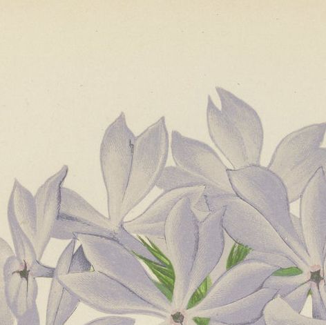 Wild Blue Phlox (Phlox Divaricata), Hand-Coloured Botanical Print, 1874, close-up 6