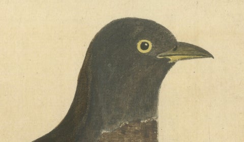 Antique Hand-Colored Engraving of The Cuckoo by Eleazar Albin, circa 1730, close-up 3